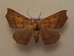 Ischalis nelsonaria