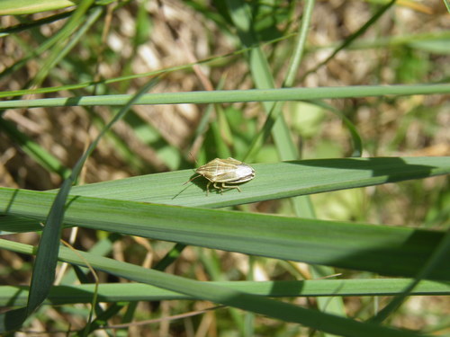 Smailiagalvė Skydblakė