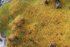 Hypodontium pomiforme