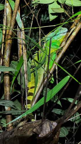 Asian Water Dragon