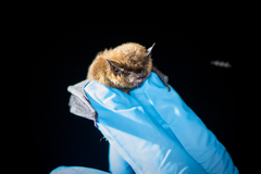 Myotis californicus