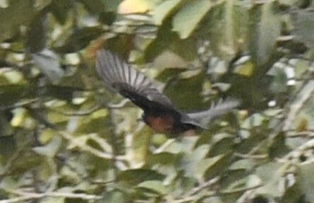Yellow-mantled Weaver (Ploceus tricolor), photo 6