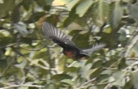 Yellow-mantled Weaver (Ploceus tricolor), photo 4