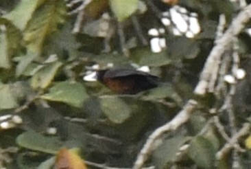Yellow-mantled Weaver (Ploceus tricolor), photo 7