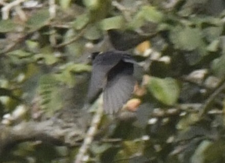 Yellow-mantled Weaver (Ploceus tricolor), photo 8