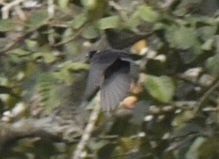 Yellow-mantled Weaver (Ploceus tricolor), photo 6