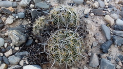 Coryphantha delicata
