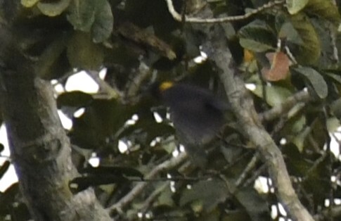 Yellow-mantled Weaver (Ploceus tricolor), photo 5