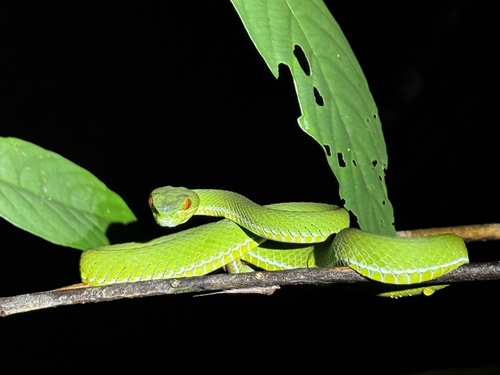 Ruby-eyed Green Pitviper