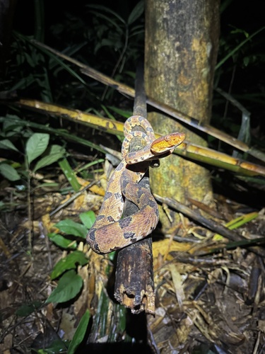 Brown spotted pitviper