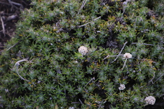 Anaxeton asperum
