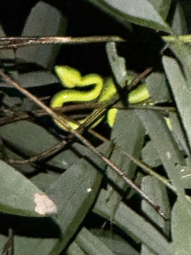 Vogel’s Pit Viper