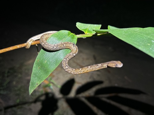 Common Mock Viper