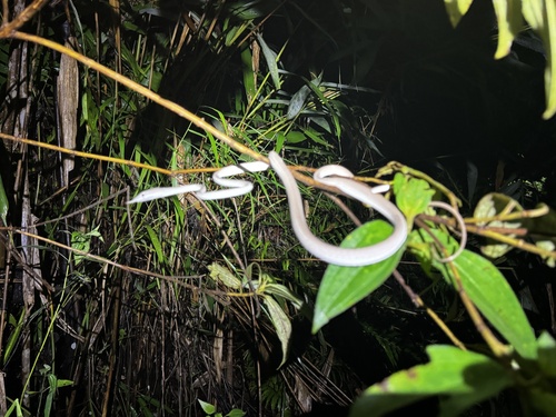 Oriental Whipsnake