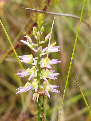 Hooker's milkwort (Polygala hookeri)