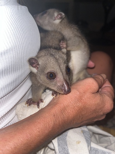 Phalanger orientalis