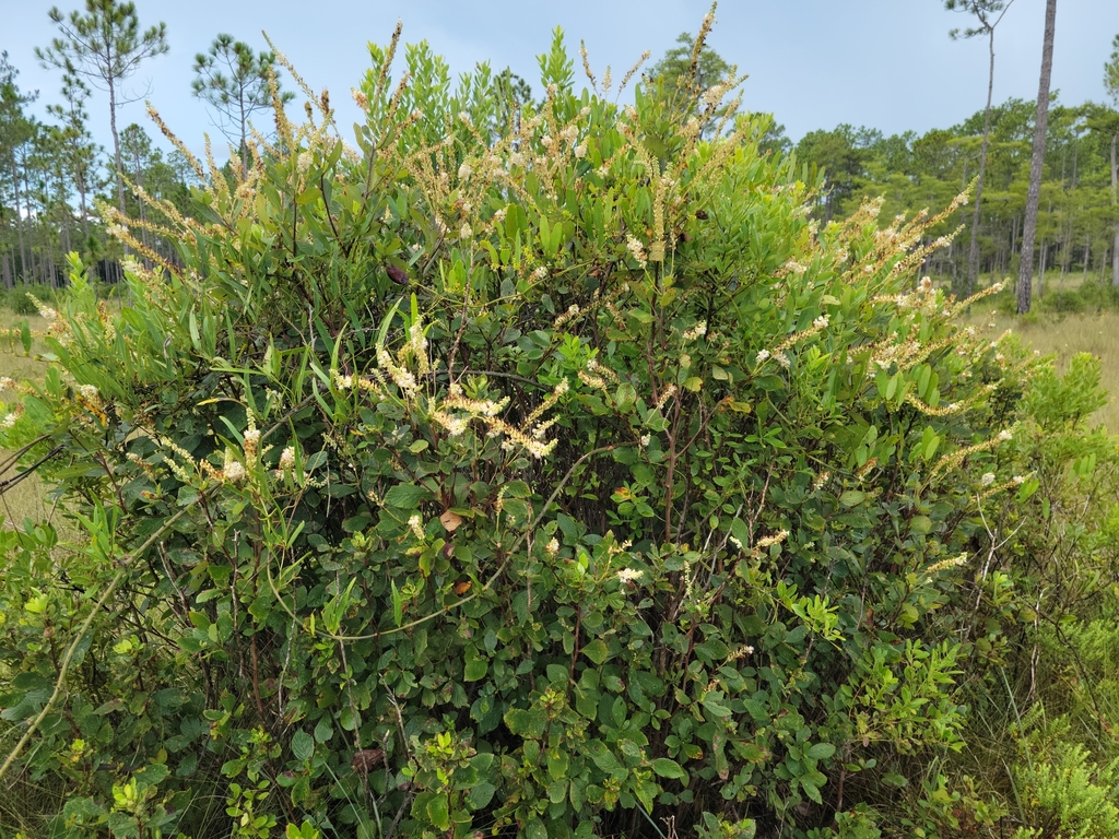 Clethra tomentosa; photograph (c) Jay Horn, some rights reserved (CC BY)