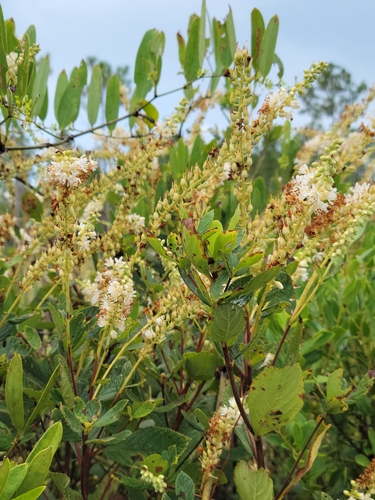 Clethra tomentosa, photograph 2