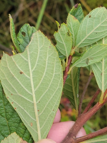 Clethra tomentosa, photograph 3