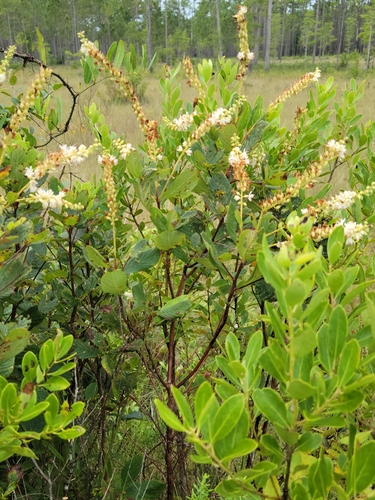 Clethra tomentosa, photograph 4