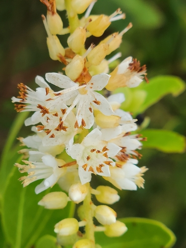 Clethra tomentosa, photograph 5