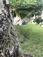 Tillandsia recurvata image