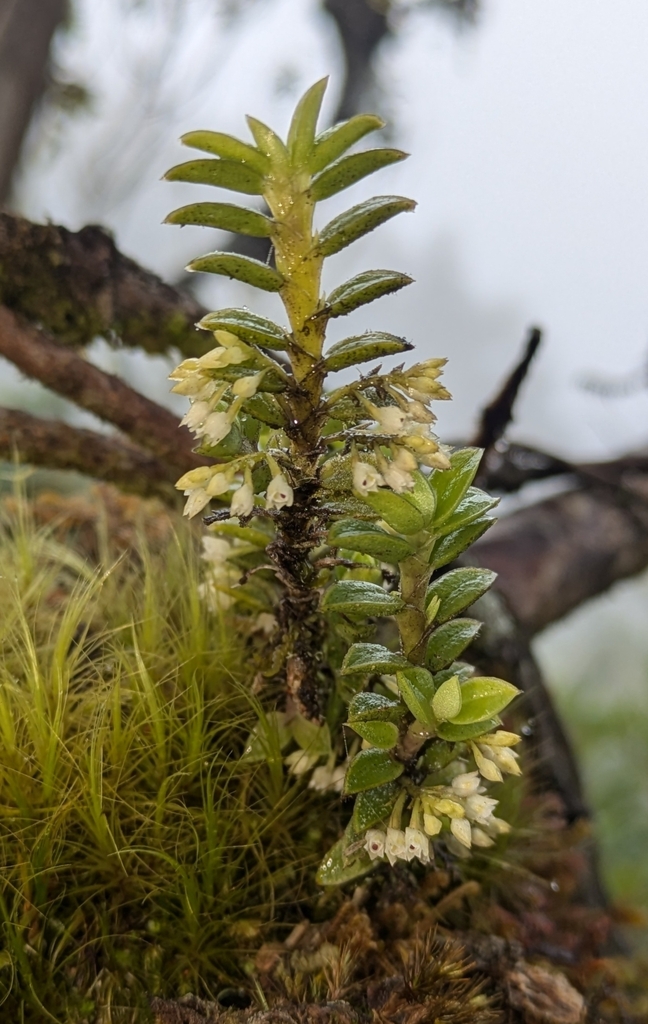 Fernandezia tajacayaensis
