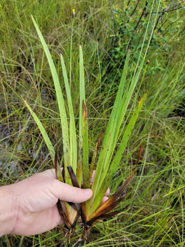 Acidswamp Yellow-eyed Grass (Xyris serotina)