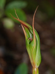 Pterostylis cardiostigma