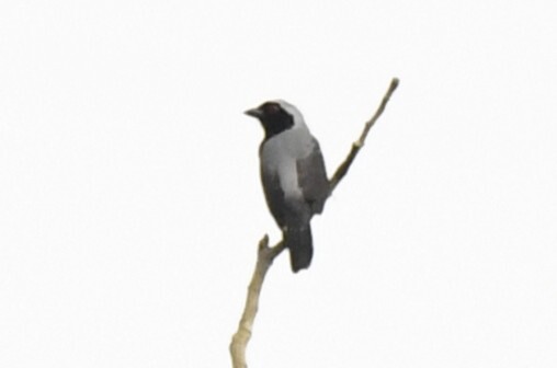 Grey-headed Nigrita (Nigrita canicapillus), photo 9