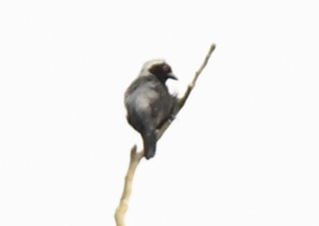Grey-headed Nigrita (Nigrita canicapillus), photo 10