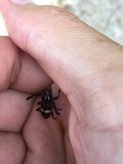 Lissonotus flavocinctus