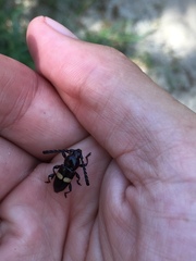 Lissonotus flavocinctus