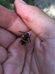 Lissonotus flavocinctus