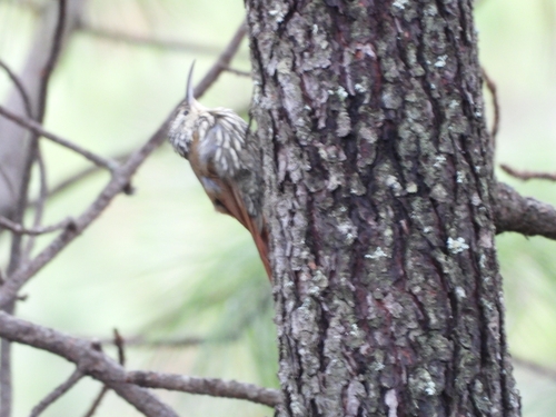 White-striped Woodcreeper (Lepidocolaptes leucogaster), photo 3