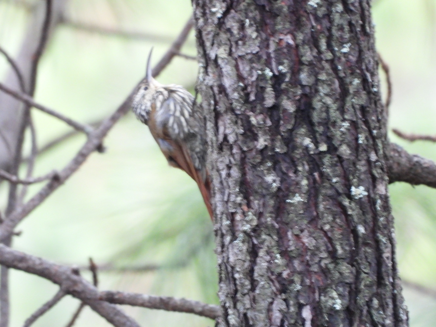 White-striped Woodcreeper (Lepidocolaptes leucogaster), photo 3