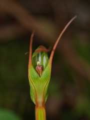 Pterostylis cardiostigma