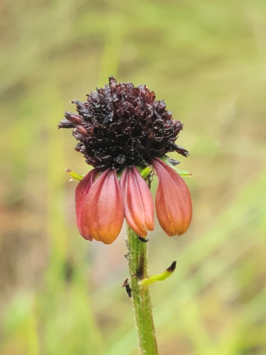 Grassleaf Coneflower (Rudbeckia graminifolia)