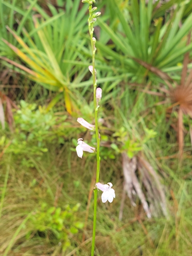 Florida Lobelia (Lobelia floridana)