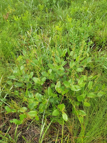 scareweed (Baptisia simplicifolia)