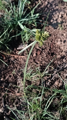 Fendler's Flatsedge (Cyperus fendlerianus)