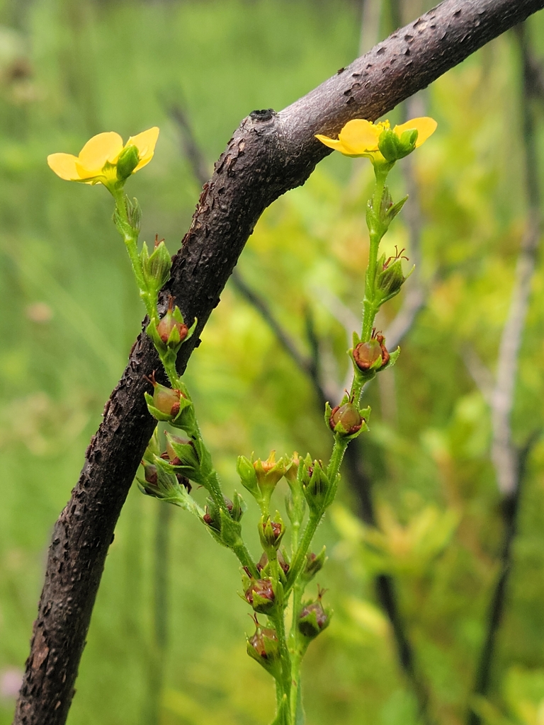 Hairy St. Johnswort (Hypericum setosum)
