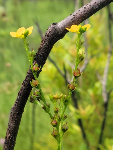 Hairy St. Johnswort (Hypericum setosum)