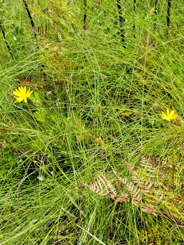Grassleaf Goldaster (Pityopsis oligantha)