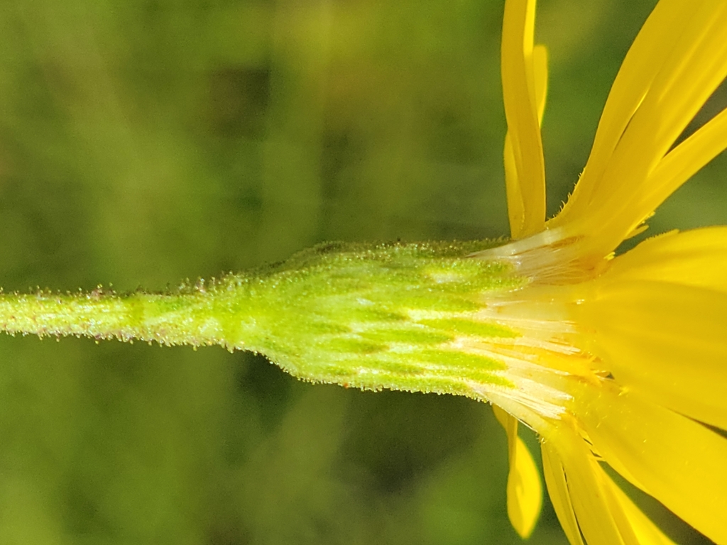 Pityopsis oligantha; photograph (c) Jay Horn, some rights reserved (CC BY)
