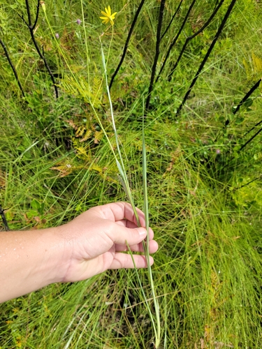 Pityopsis oligantha, photograph 6
