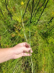 Pityopsis oligantha, photograph (c) Jay Horn, some rights reserved (CC BY)