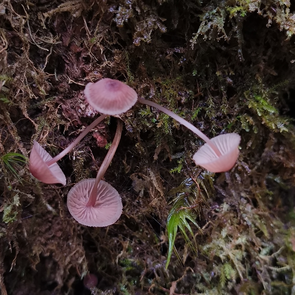 Mycena · July 2025 · photo: © zedt (iNaturalist, cc-by)