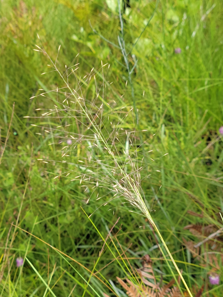 Cutover muhly (Muhlenbergia expansa)