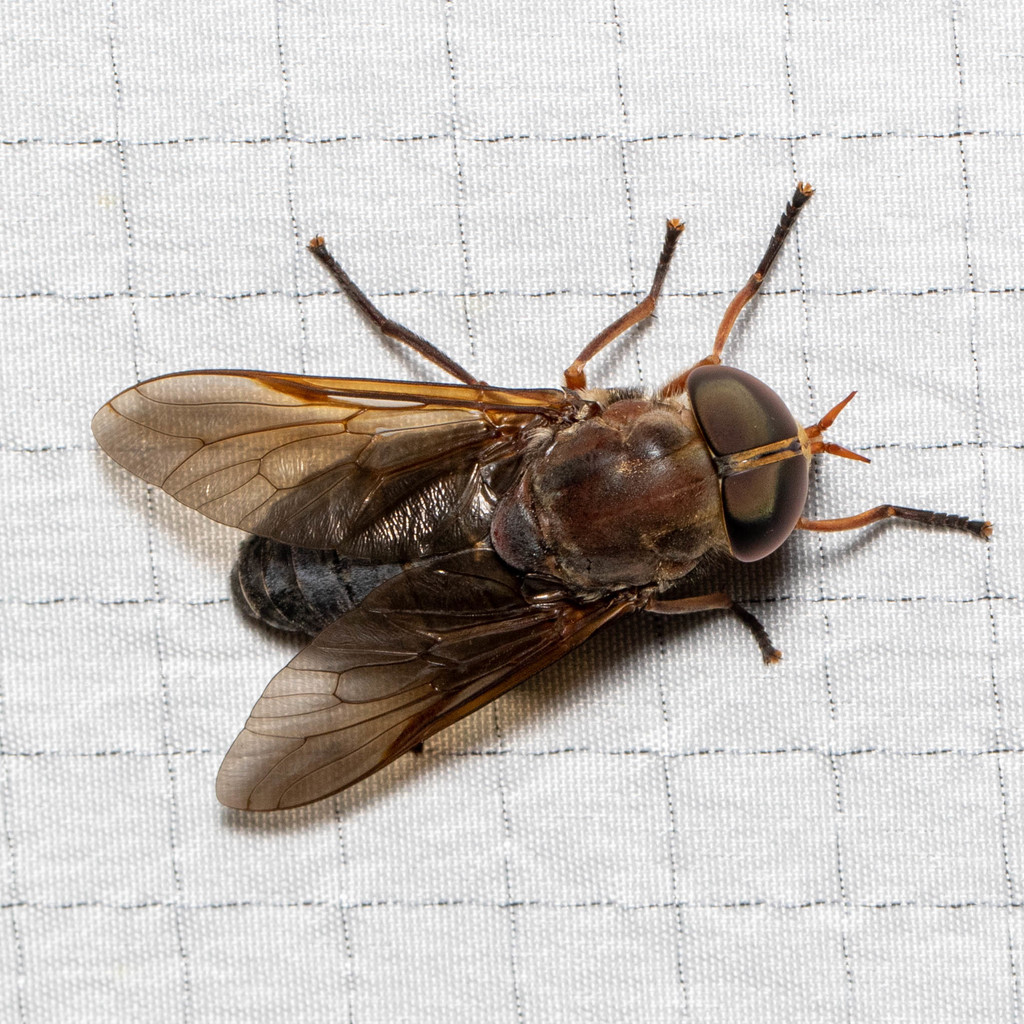 Devoted Horse Fly